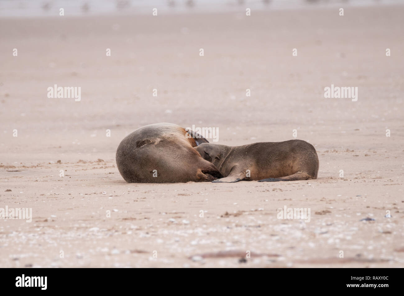 cape fur seal feeding, Arctocephalus pusillus, Walvis bay, Walvis bay, Namibia Stock Photo
