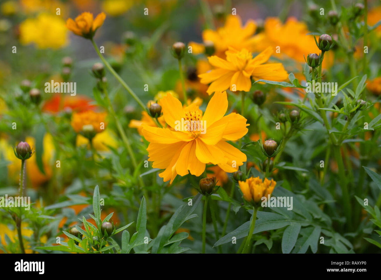 Cosmos sulphureus 'Mixed Brightness' flowers. Stock Photo