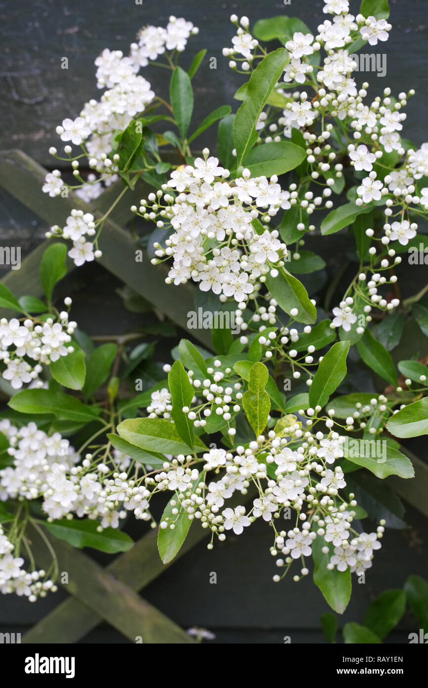 Pyracantha. Firethorn flowers in Spring. Stock Photo