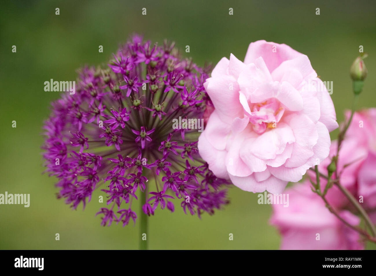 Pink shrub rose and Allium Purple Sensation flowers. Stock Photo