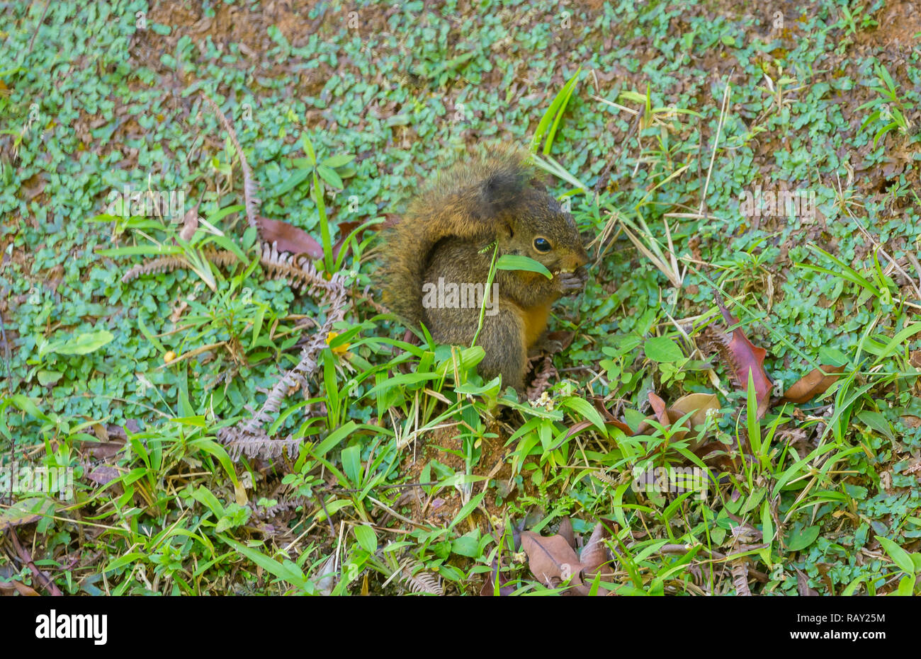 Red Tailed Squirrel (Scientific name: Sciurus granatensis) eating seeds on the forest floor, Main Ridge, Tobago, Caribbean, West Indies. Landscape Stock Photo