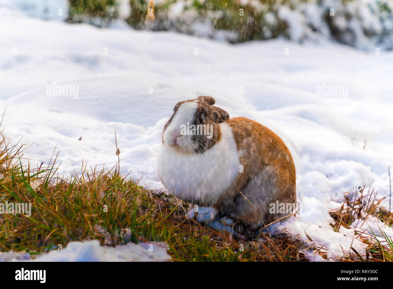 Snow Rabbit Feet Snowshoe hare feet hi-res stock photography and images - Alamy