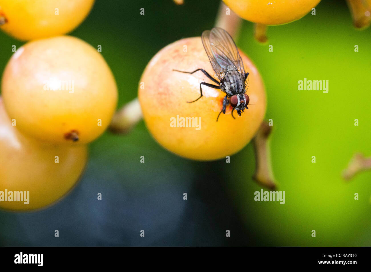 Macro of a Fly Stock Photo - Alamy