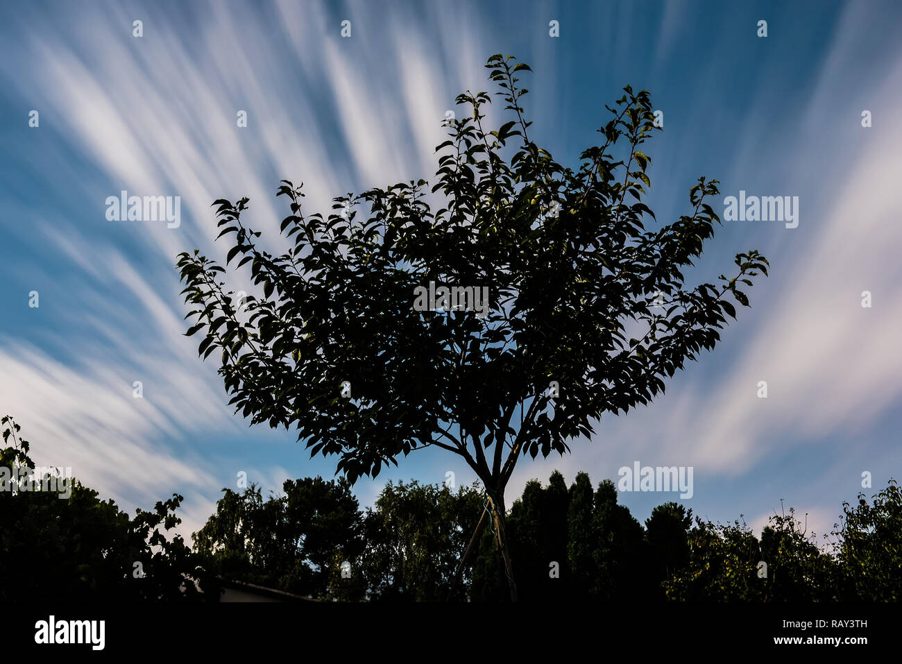 long exposure image of tree with cloud stripes at moonlight Stock Photo