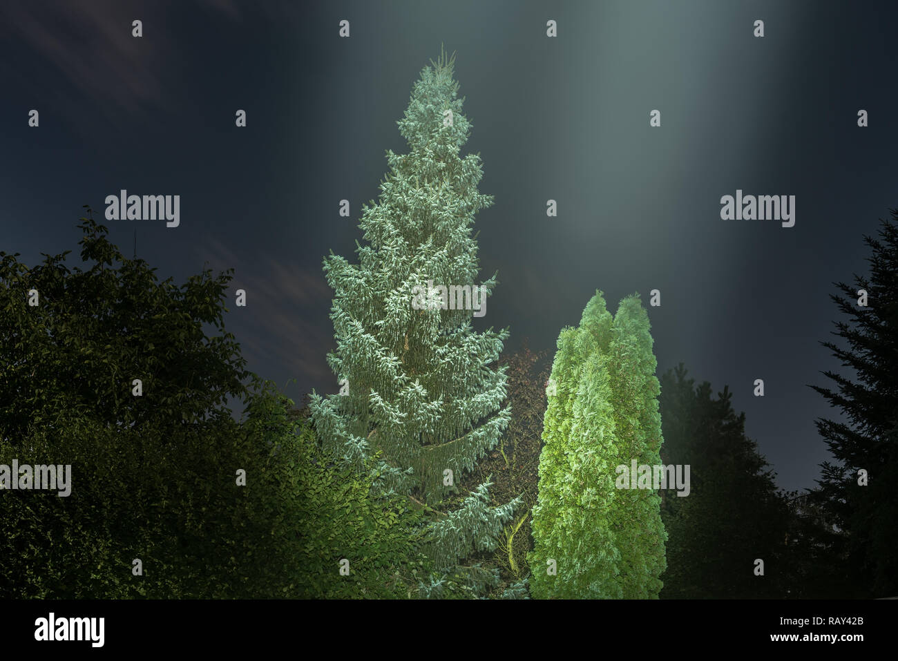 iilluminated firs at night by moonlight Stock Photo