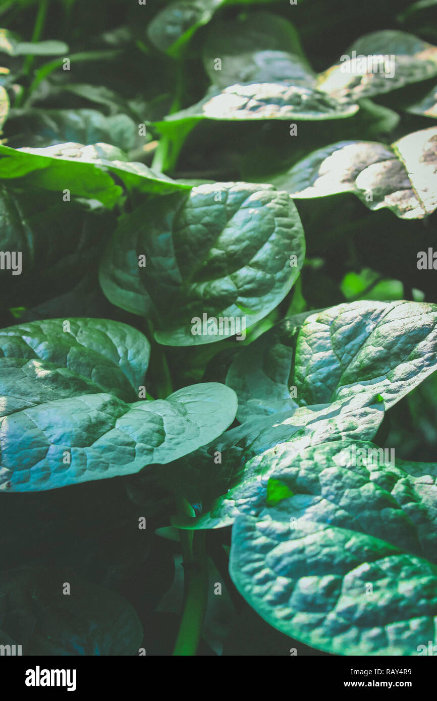 Malabar spinach background Stock Photo