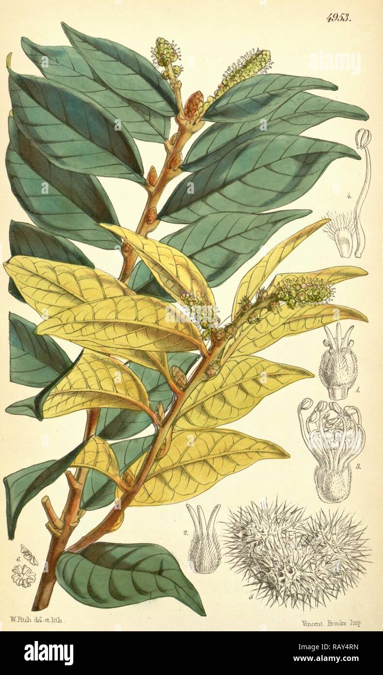 Botanical Print by Walter Hood Fitch 1817 1892, W.H. Fitch was an