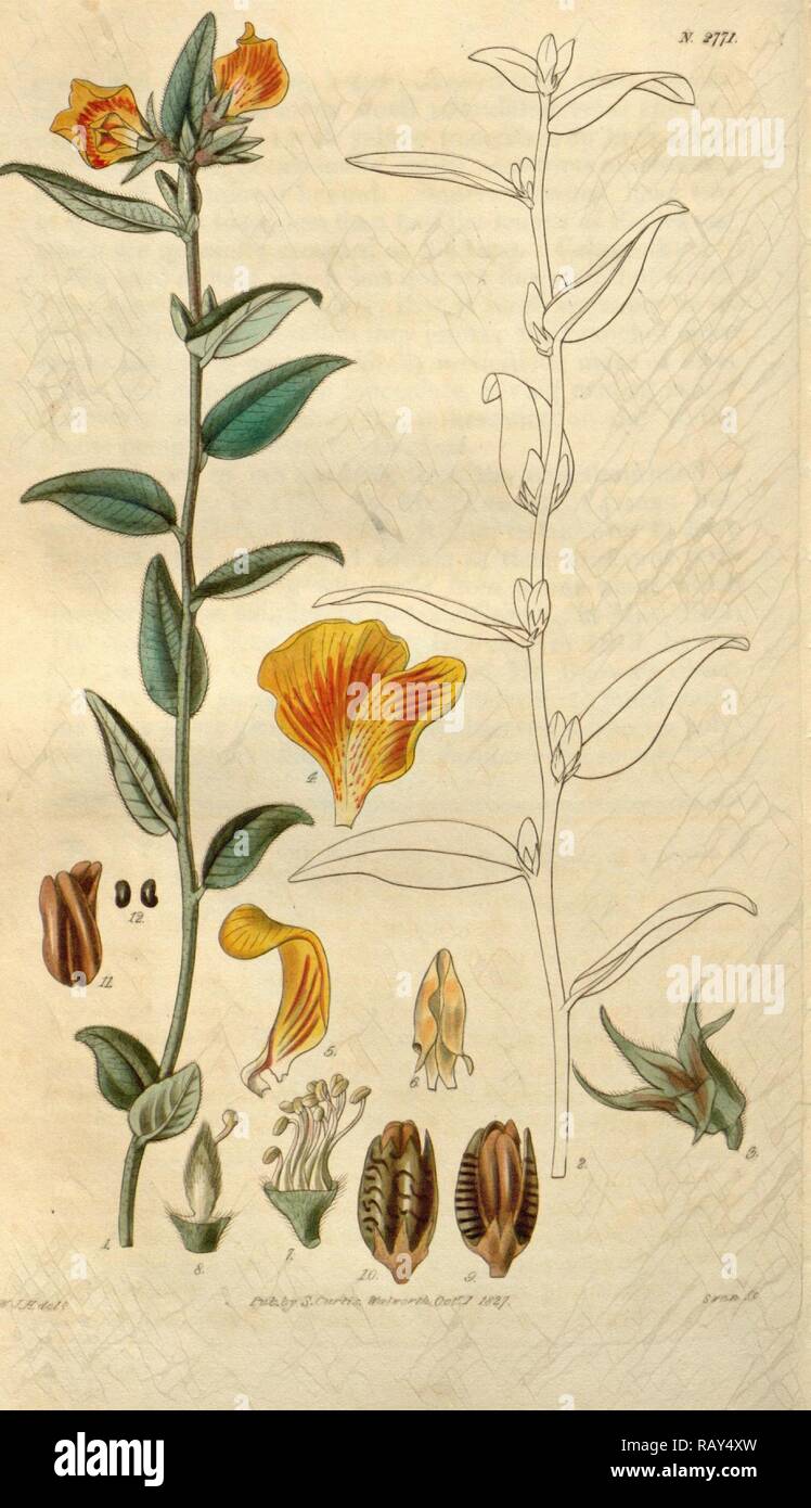 Botanical print by Sir William Jackson Hooker, FRS, 1785 – 1865, English botanical illustrator. He held the post of reimagined Stock Photo
