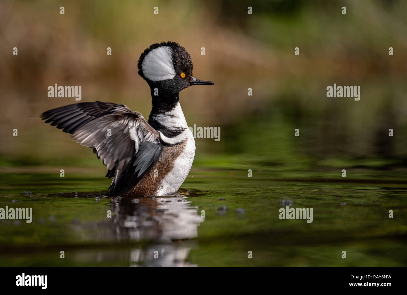 Male Hooded Merganser Drake Stock Photo Alamy