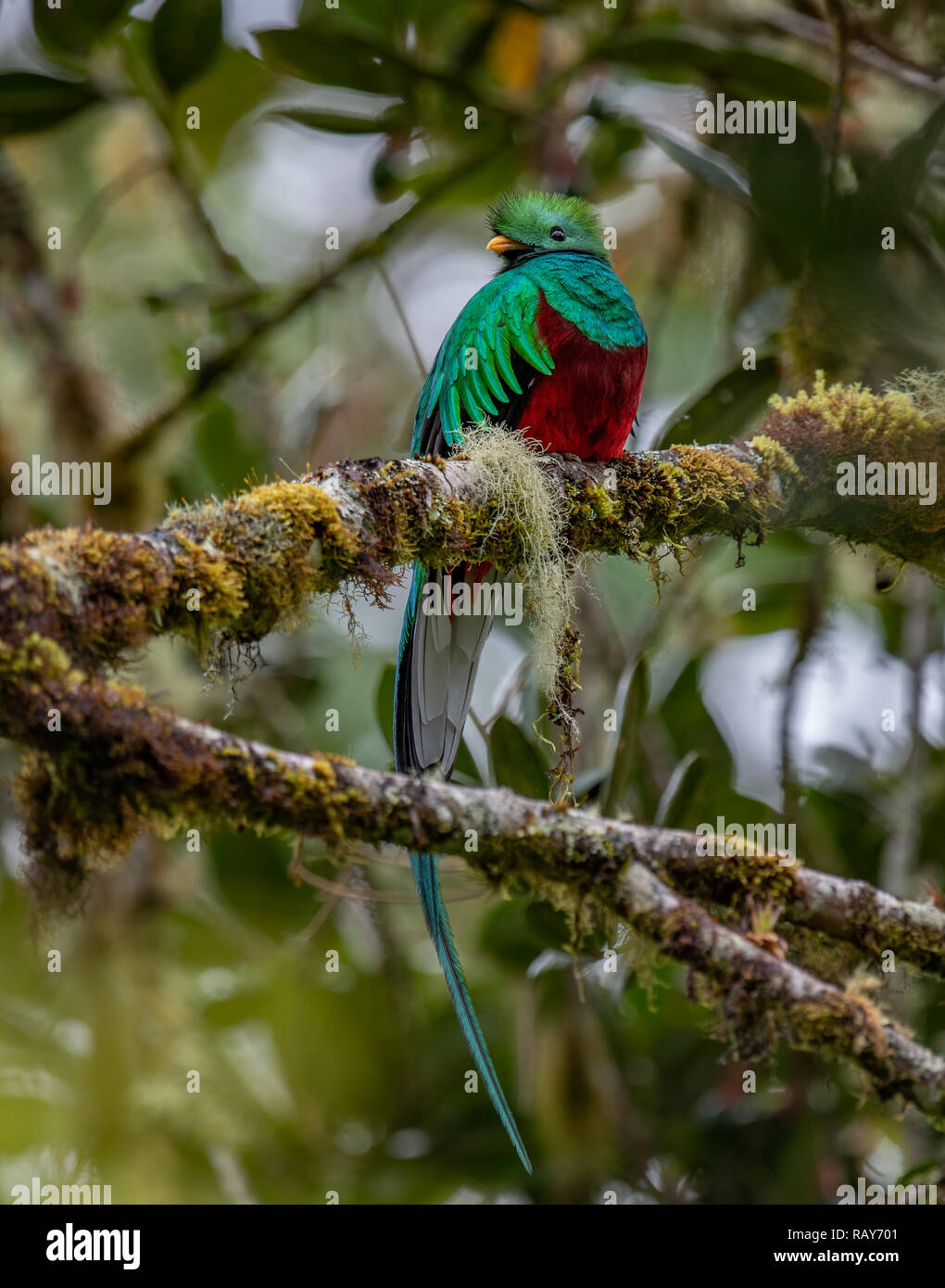 Female Resplendent Quetzal Hi res Stock Photography And Images Alamy Female Resplendent Quetzal Hi res Stock Photography And Images Alamy