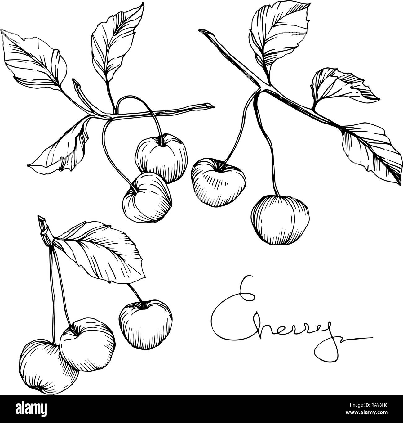 Vector Cherry fruit. Black and white engraved ink art. Isolated berry ...