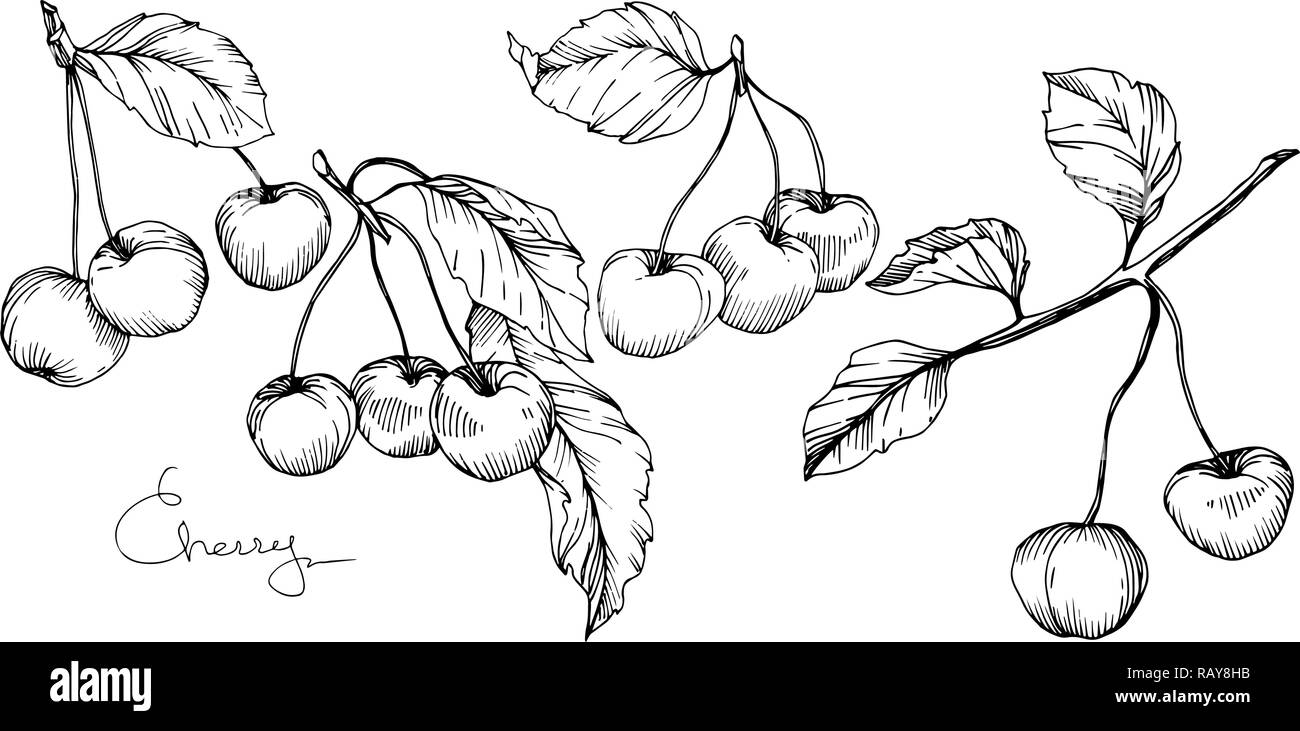Vector Cherry fruit. Black and white engraved ink art. Isolated berry ...