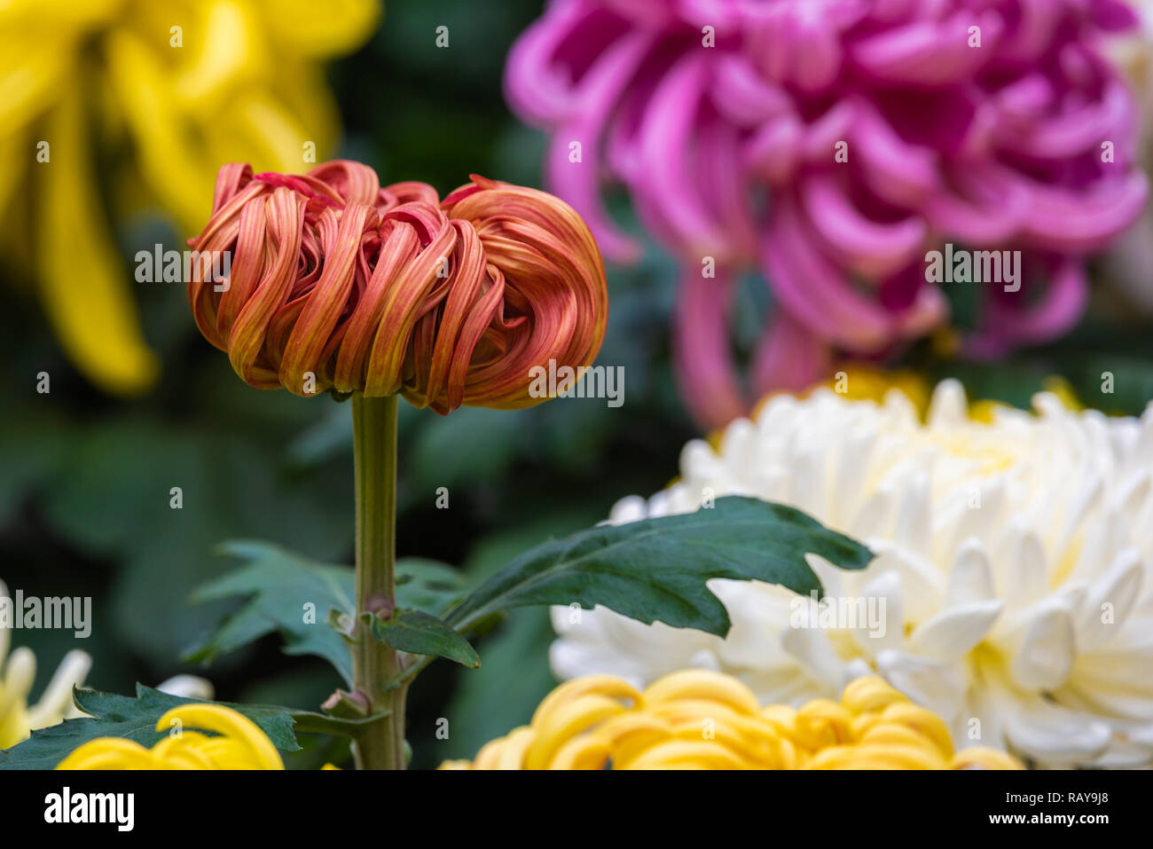 Chrysanthemum flower bed hi-res stock photography and images - Alamy