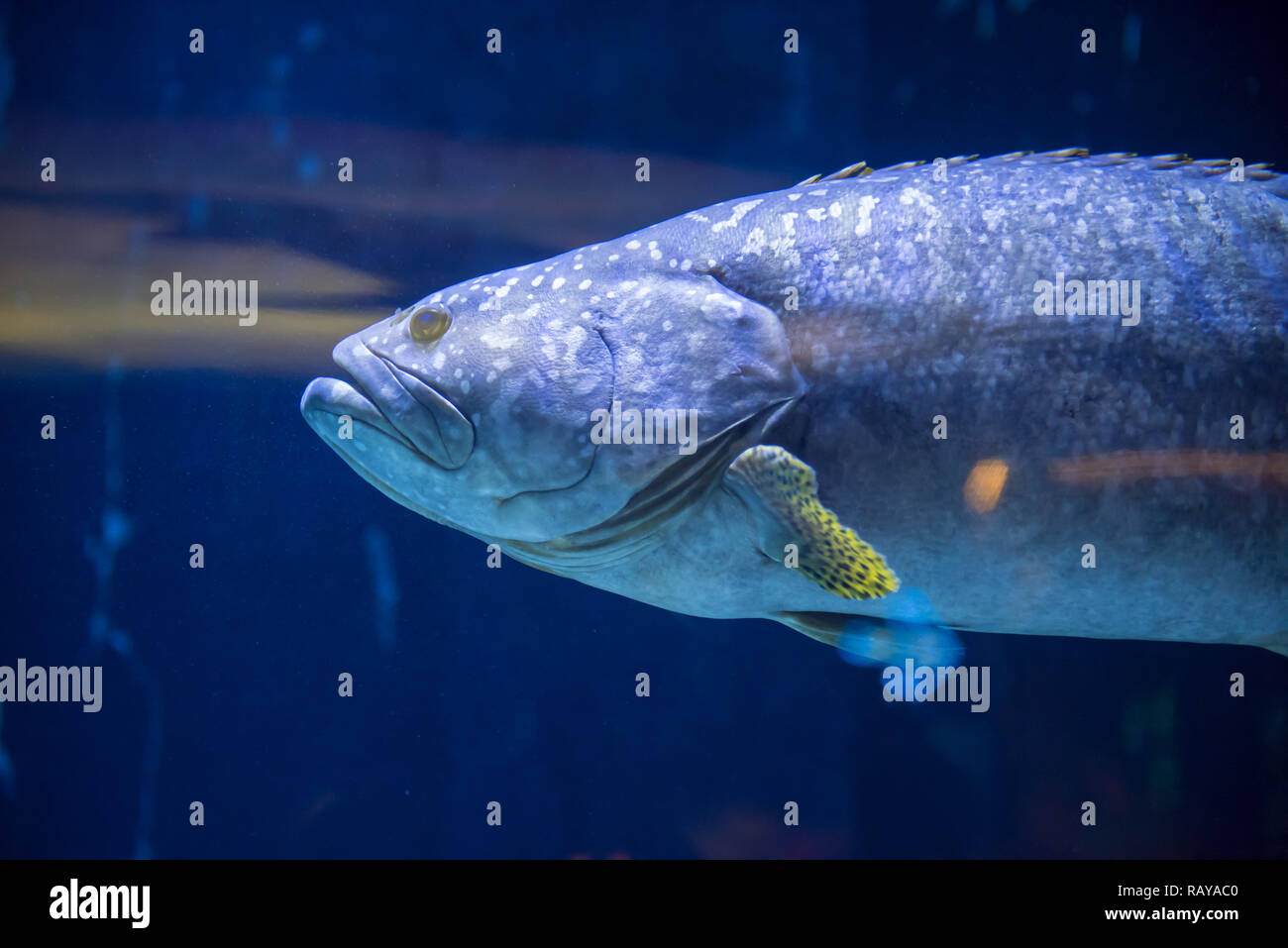 underwater photography of a fish swimming in freshwater aquarium Stock