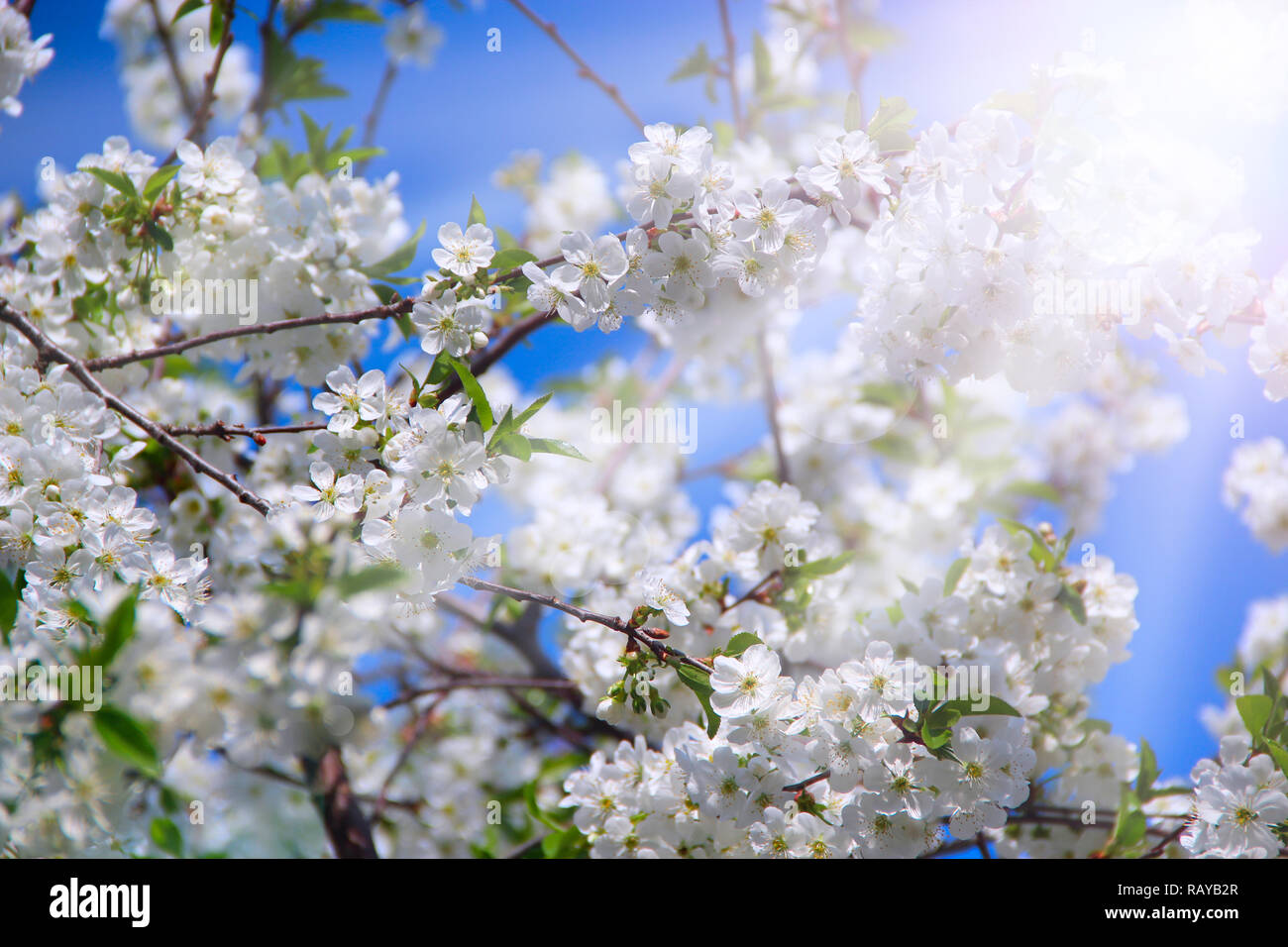 Blossoming cherry tree in sunny rays in spring. Cherry blossom in spring. White flowers of cherry tree. Springtime. Bright spring day. Blooming garden Stock Photo