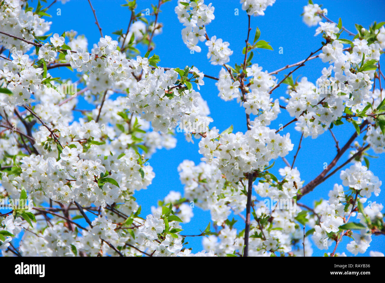 Blossoming cherry tree in spring. Cherry blossom in spring. White flowers of cherry tree. Springtime Stock Photo