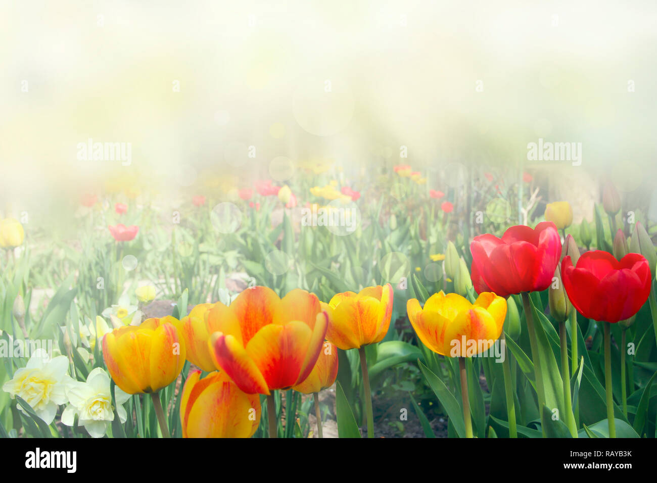 Yellow and red tulips on flower bed. Red and yellow tulips planted in ...