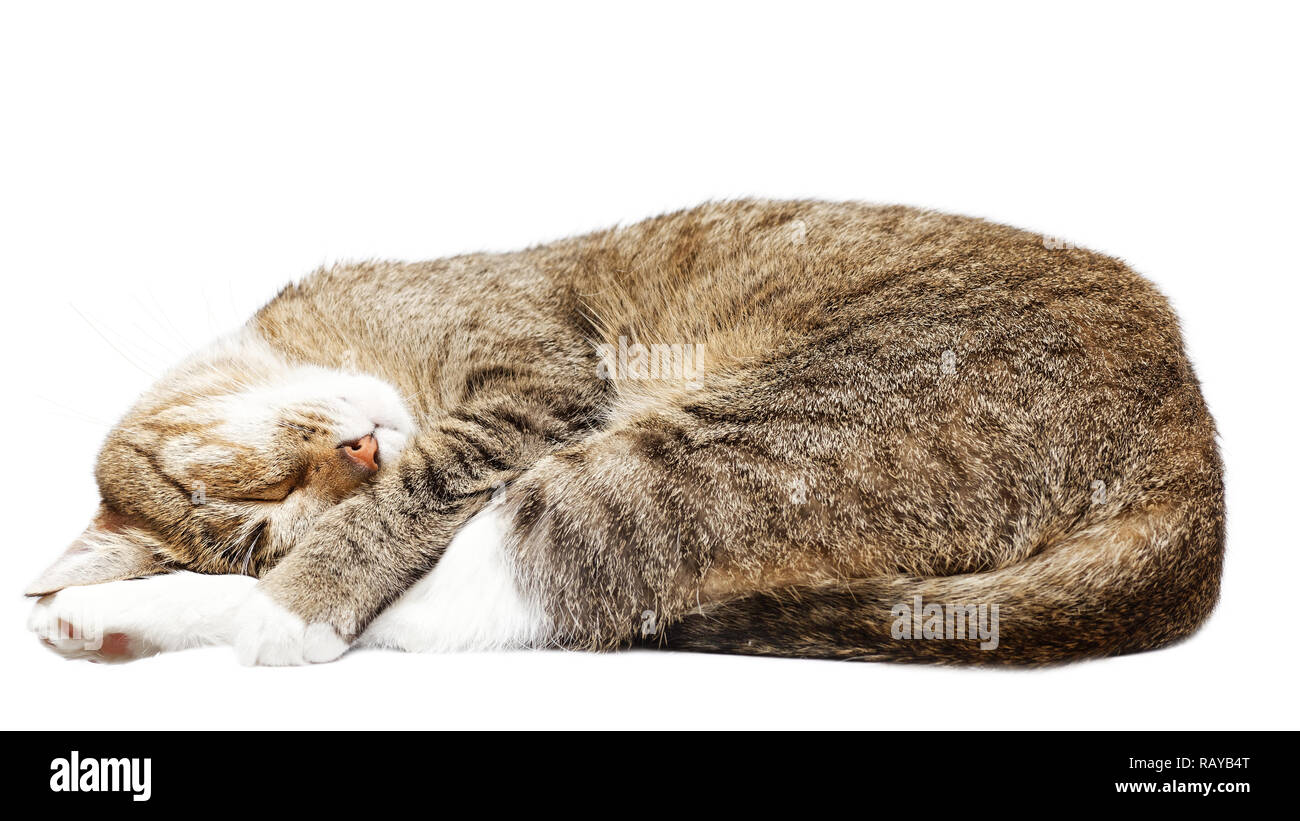 Young short hair cat sleeping with his head on his paws. Isolated on