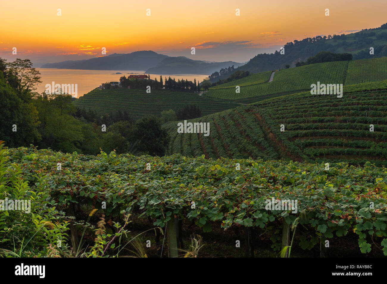 Txakoli vineyards at sunrise, Cantabrian sea in the background, Getaria in Basque Country, Spain Stock Photo