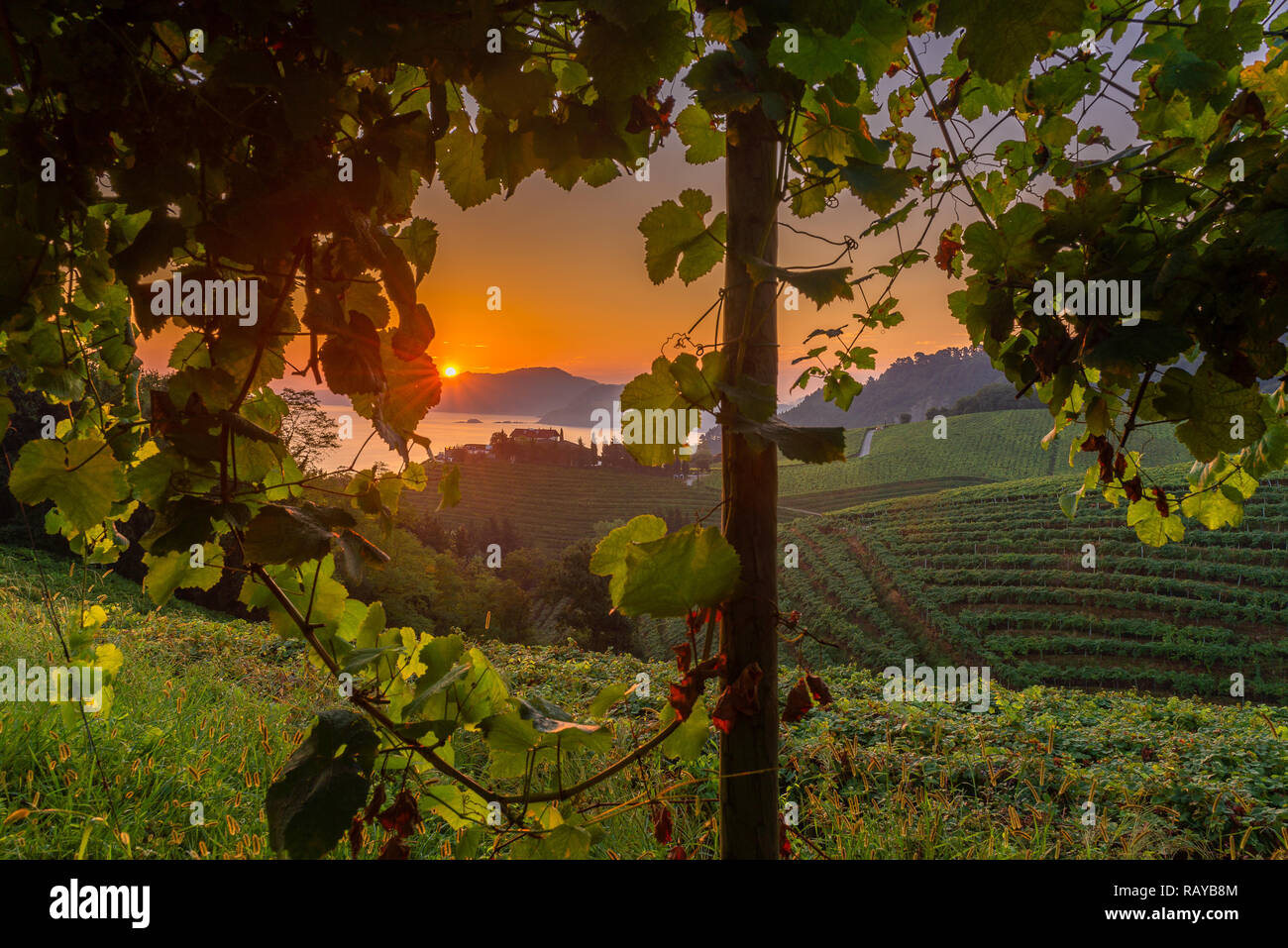 Txakoli vineyards at sunrise, Cantabrian sea in the background, Getaria in Basque Country, Spain Stock Photo