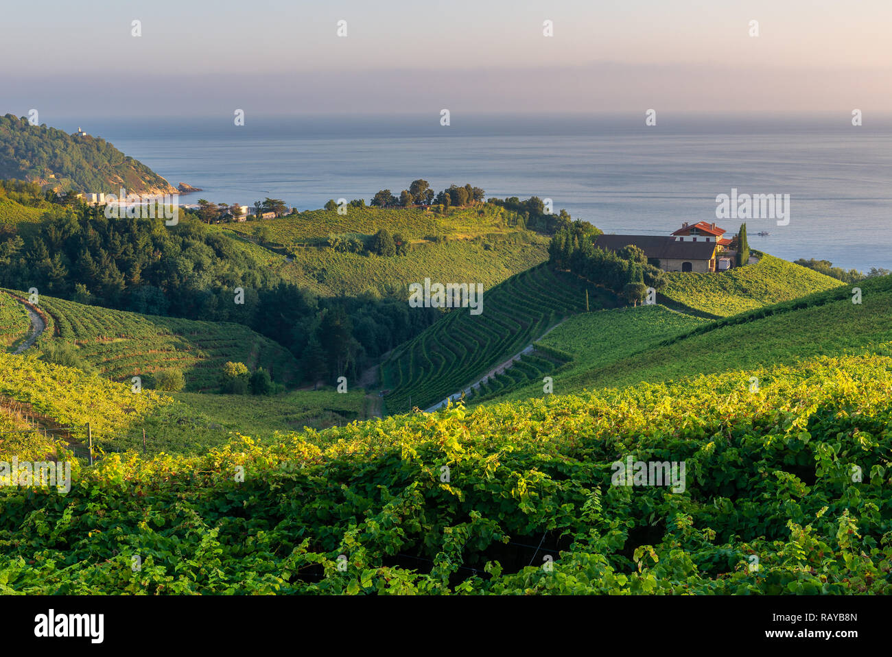 Txakoli vineyards with Cantabrian sea in the background, Getaria in Basque Country, Spain Stock Photo