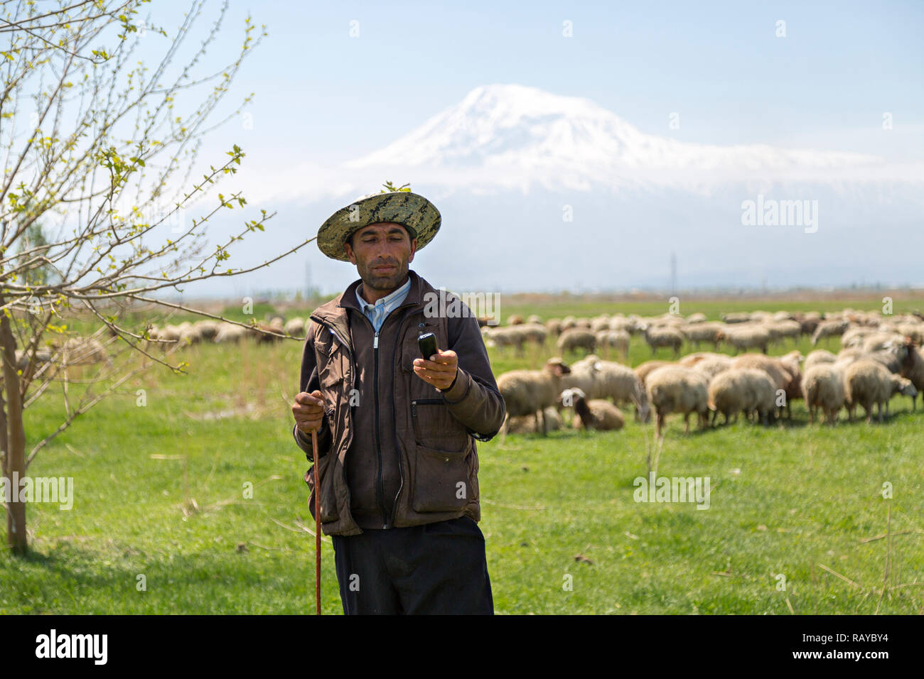 Armenian shepherd looking at his cell phone, with sheep and Mt Ararat in the background, Armenia. Stock Photo