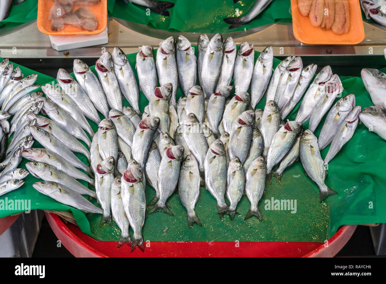 Various fish on the fish shop in Istanbul Stock Photo - Alamy