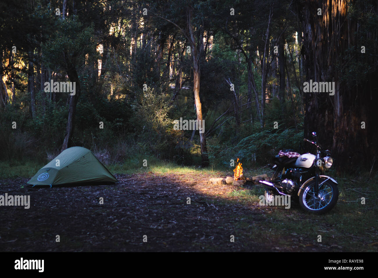 Motorcycle Camping At Mirimbah Near Mt Buller In Victoria Australia Triumph Bonneville And Hiking Tent And Camp Fire In The Forest Stock Photo Alamy