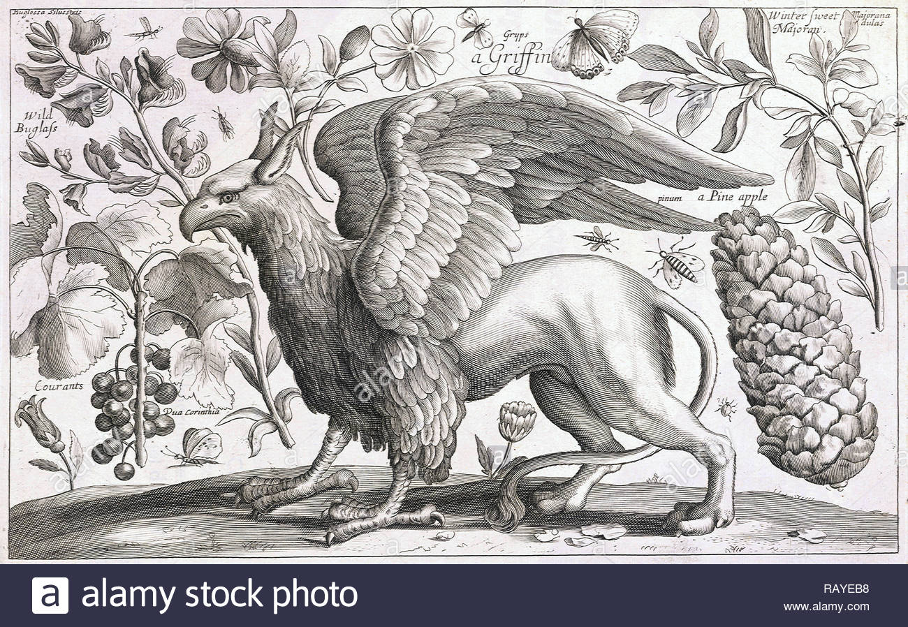 Griffin etching by Bohemian etcher Wenceslaus Hollar from 1600s Stock Photo