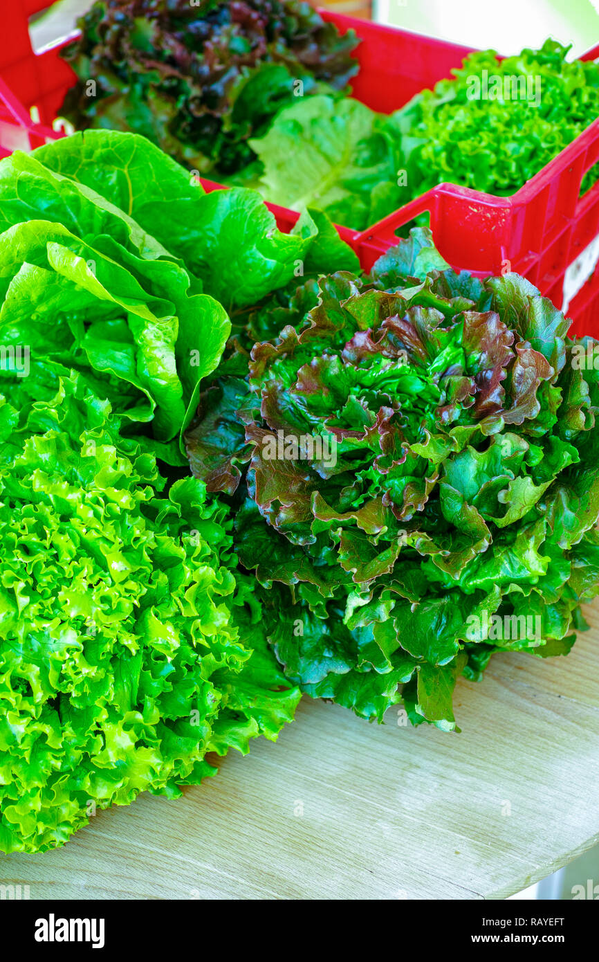 Fresh organic green lettuce leaf vegetable ready to eat in salade