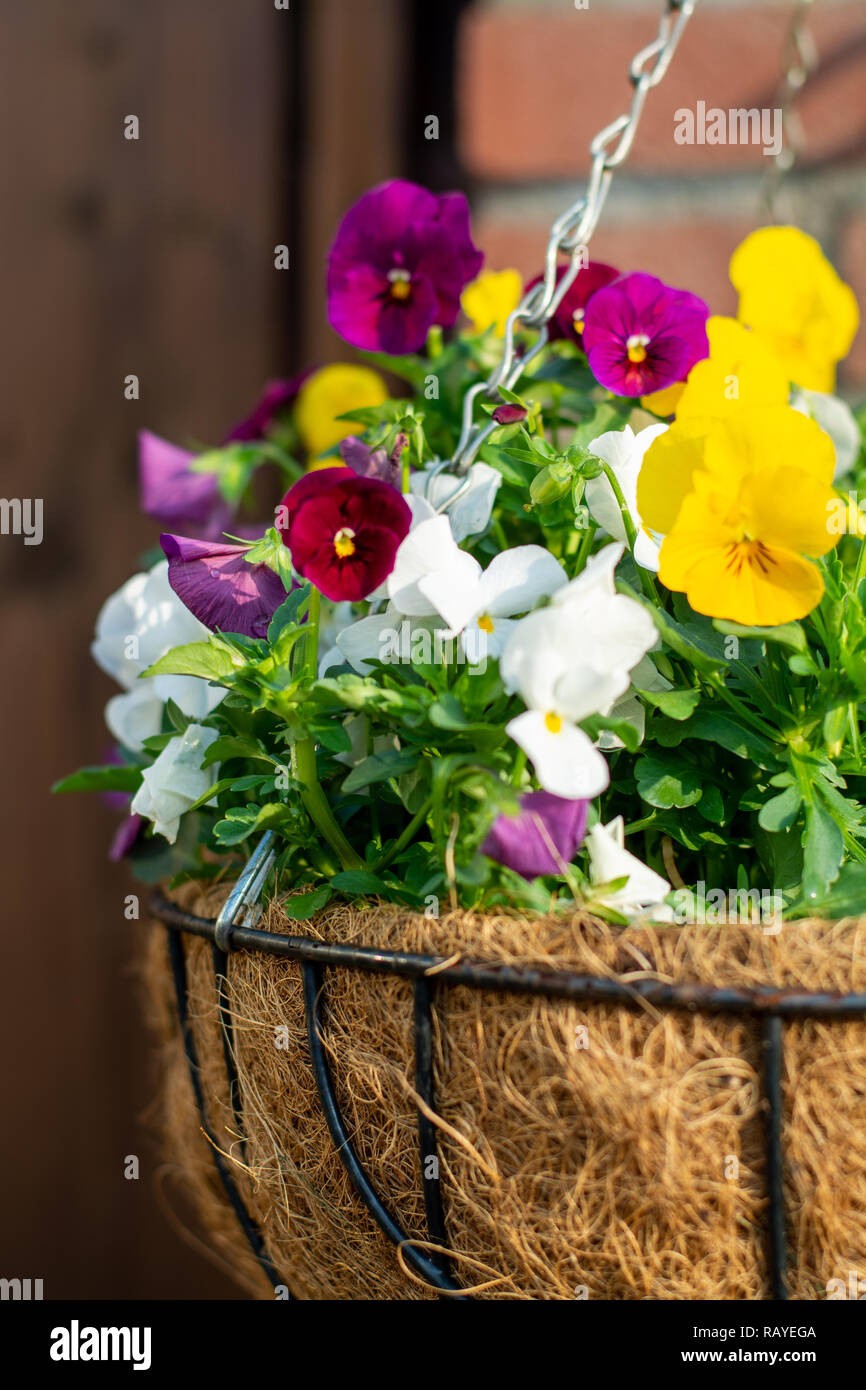 Garden decoration, colorful pansies flowers in a coconut hanging pot