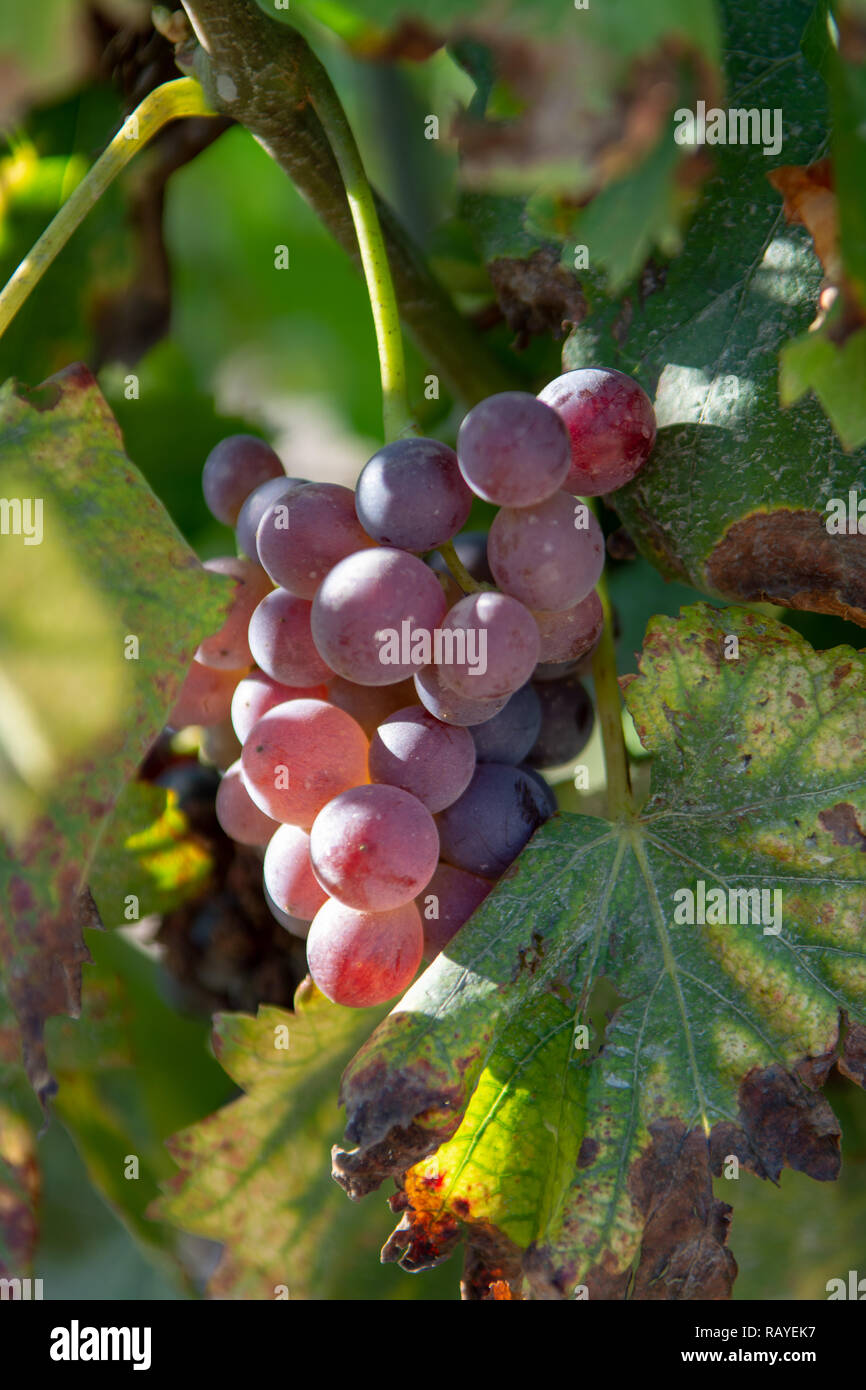 French red and rose wine grapes plant, first new harvest of wine grape