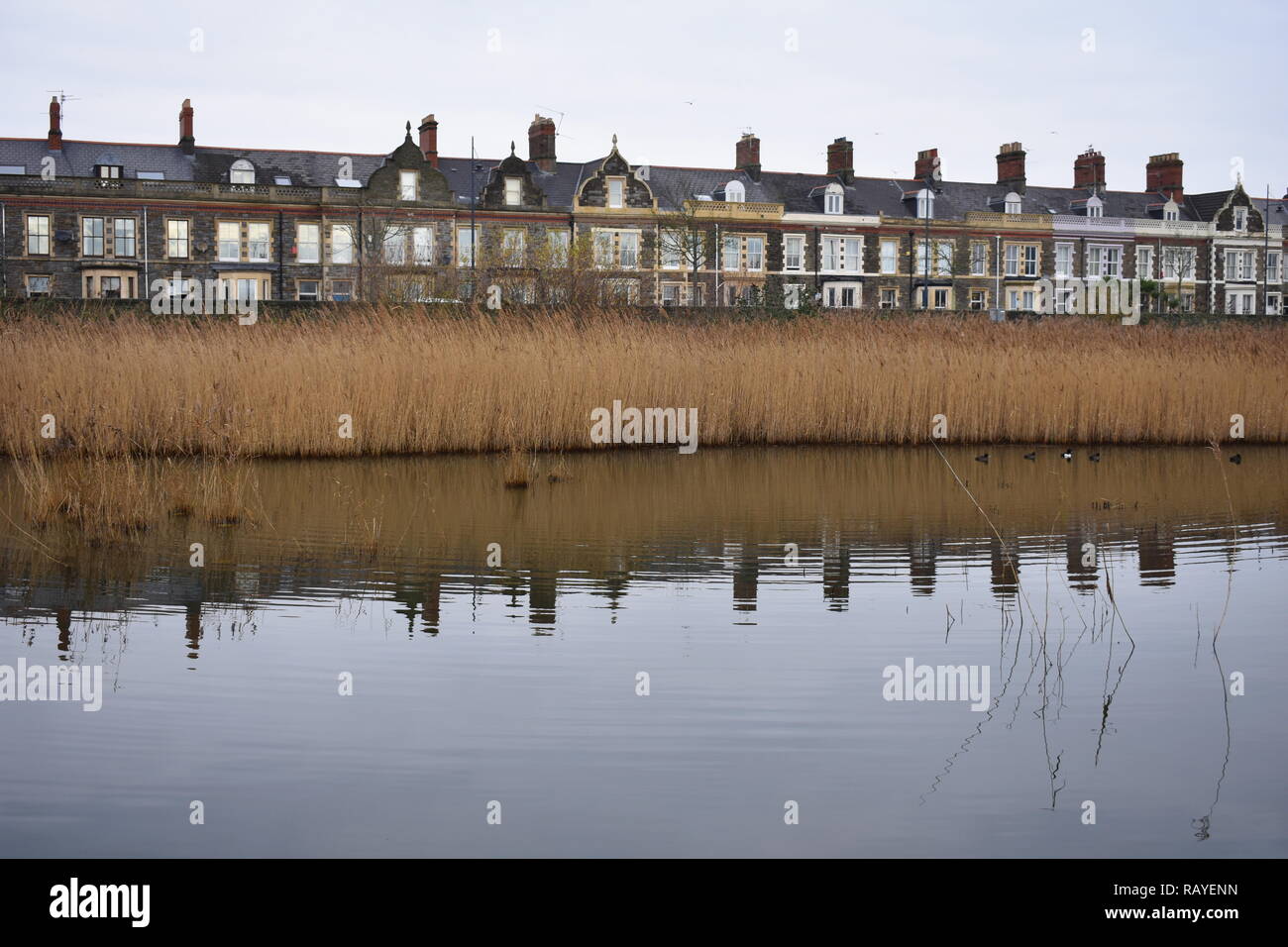 Historic terraced houses overlooking the Cardiff Bay wetlands, Windsor
