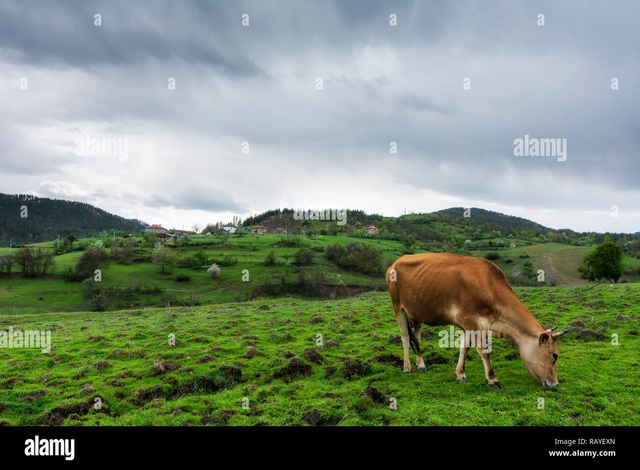 wild mountain cow, bulgaria Stock Photo