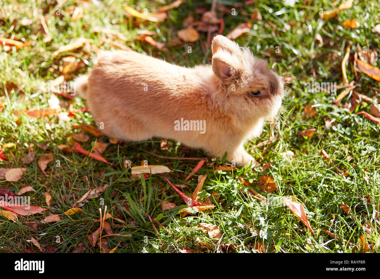 Cute bunny on the grass in the garden Stock Photo