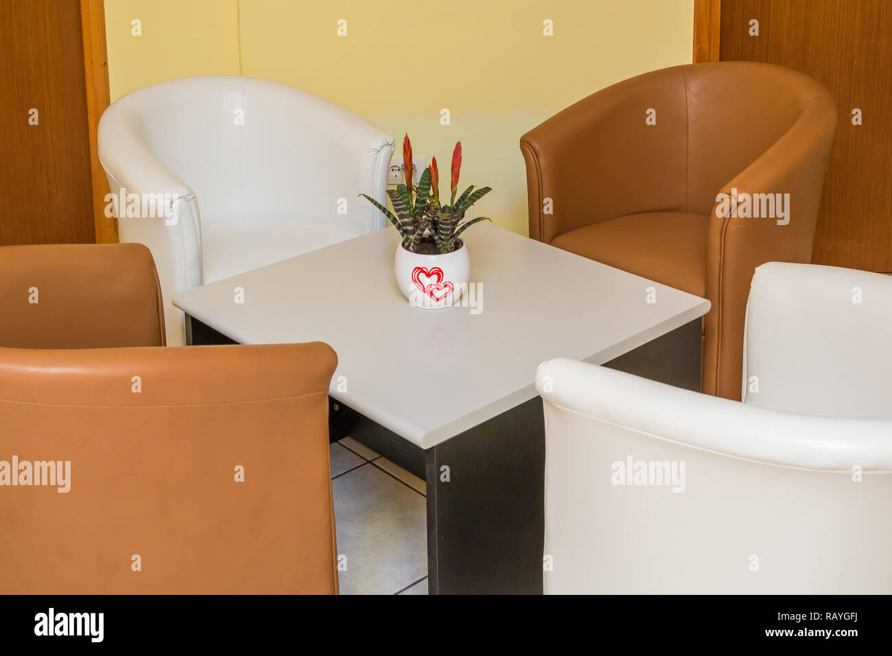 Four white and brown leather armchairs and coffee table with flower pot on the middle on the table. Stock Photo