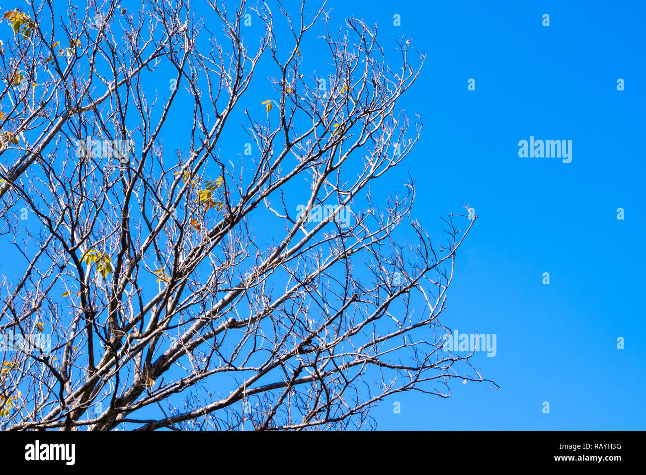 Dried pot of Burma Padauk on the deciduous tree in the summer with blue sky background Stock Photo