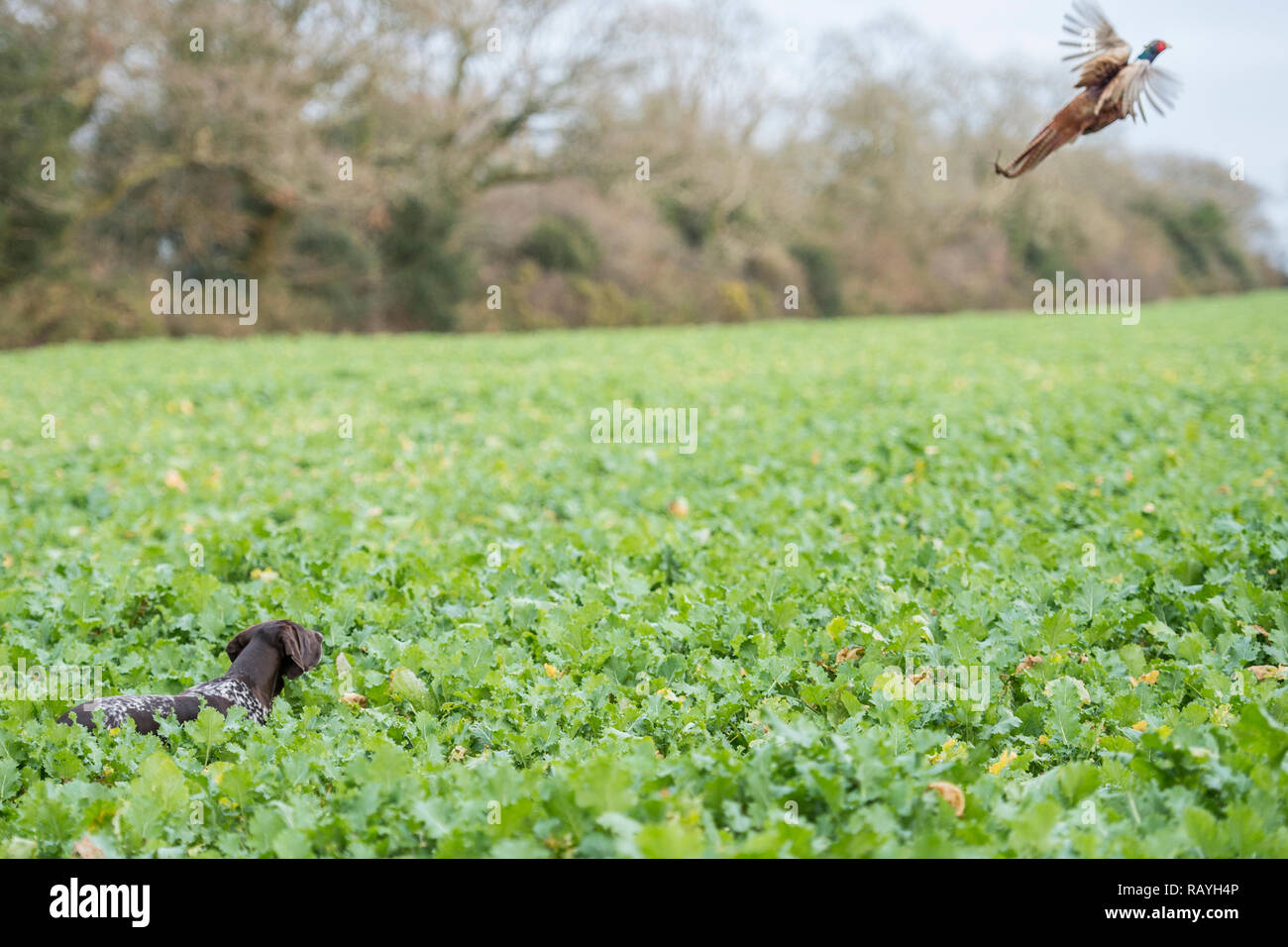 German shorthaired pointer flushing pheasant Stock Photo