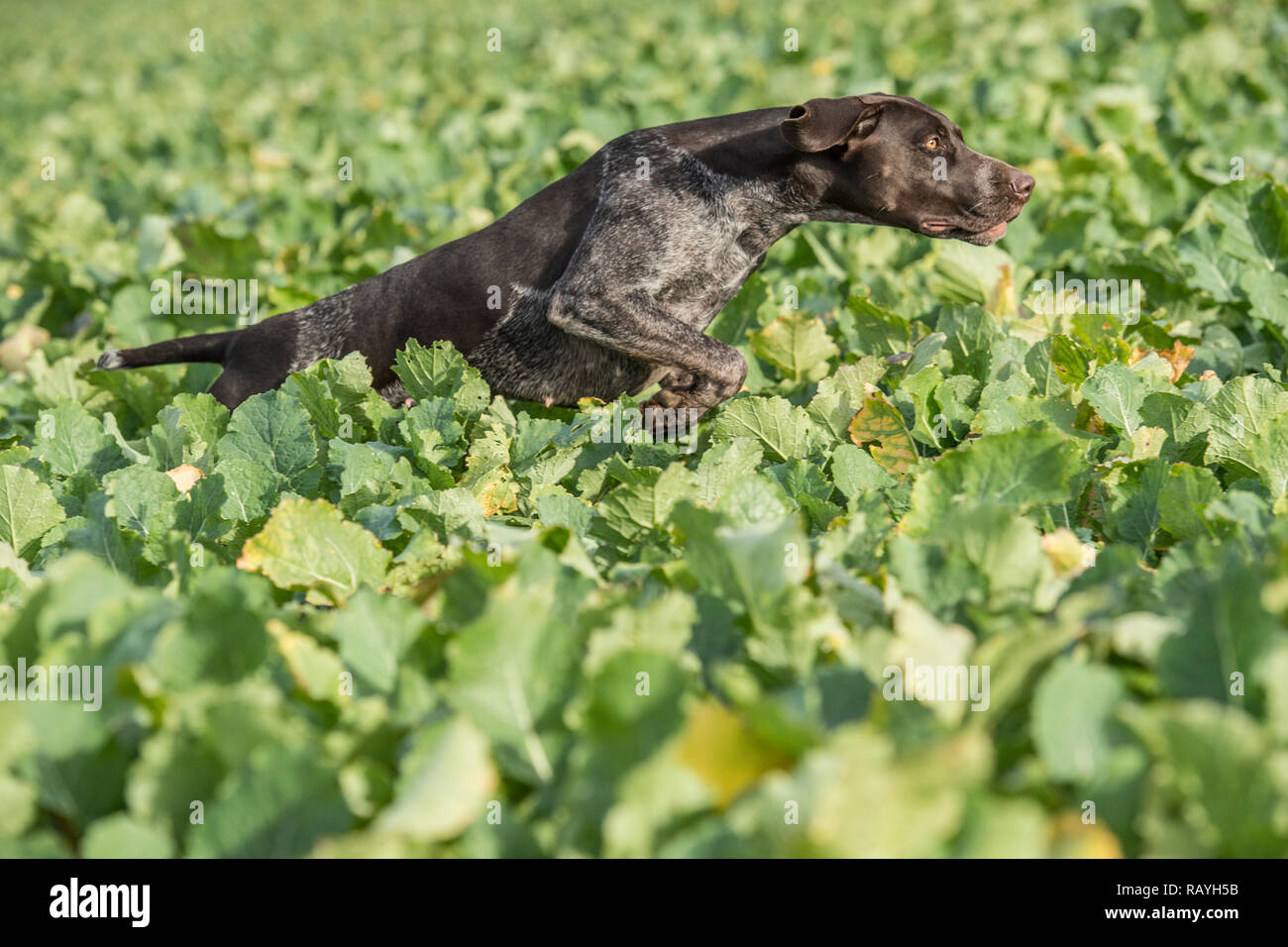 Running German Shorthaired Pointer Stock Photos Running German