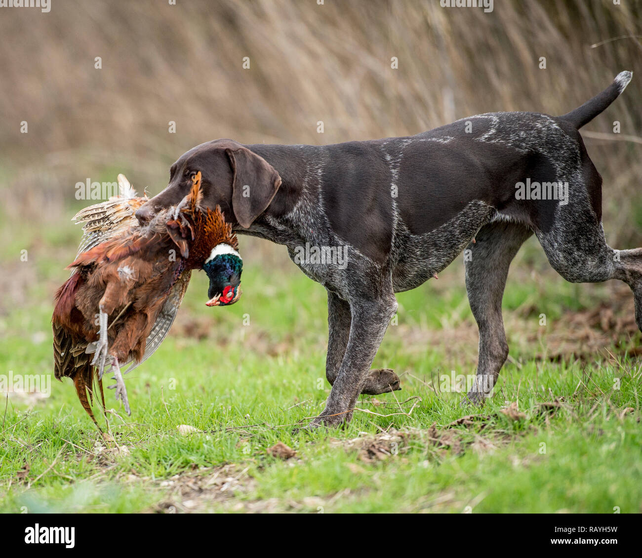 german shorthair pheasant hunting