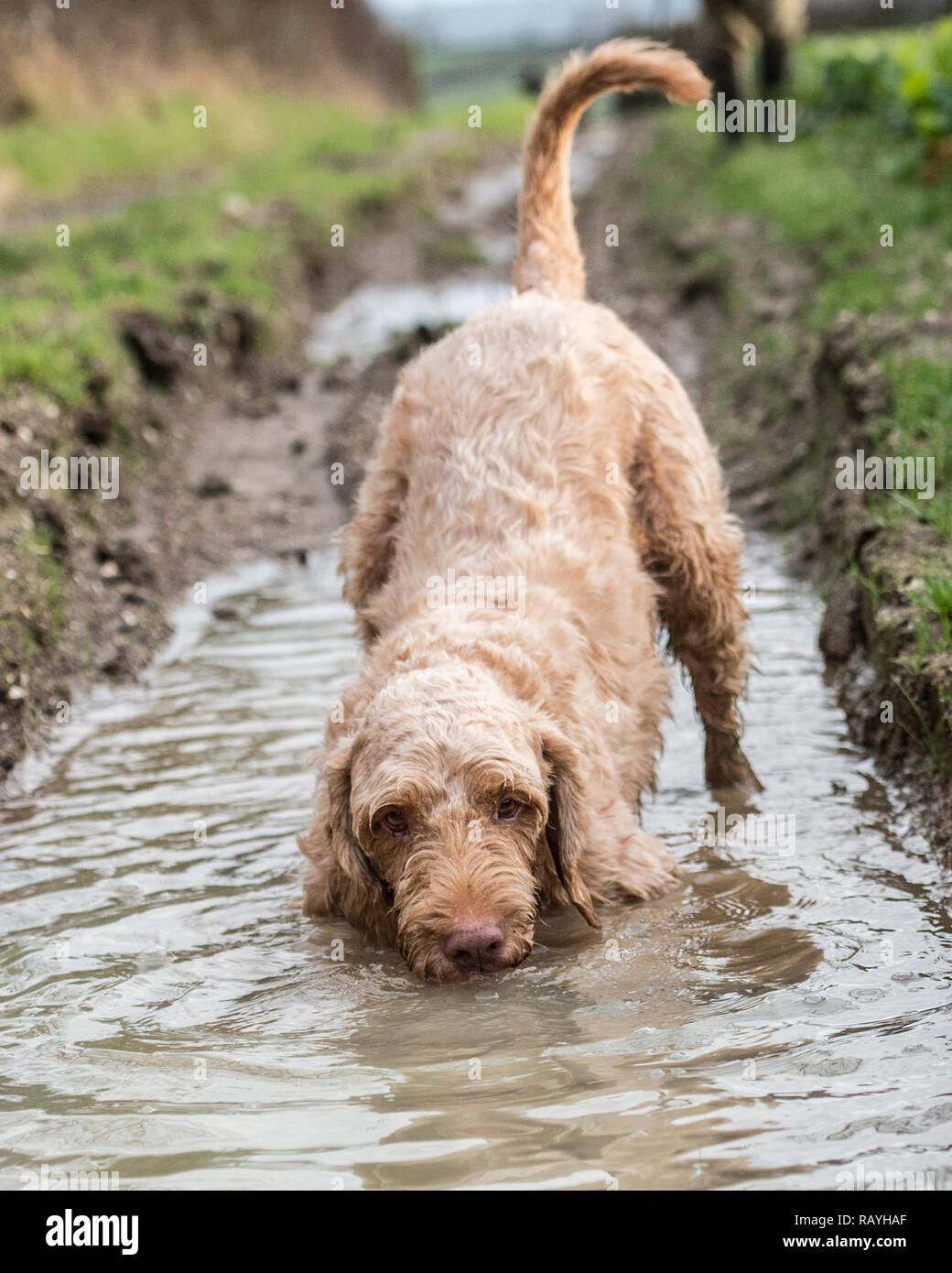 hungarian wirehaired vizsla dog playing and drinking in water Stock Photo