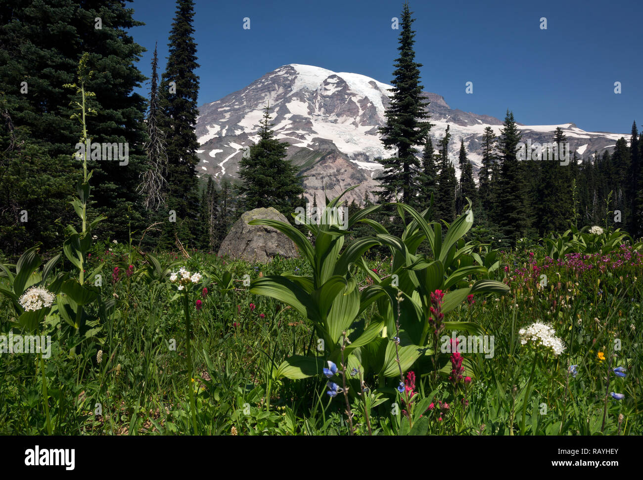 WASHINGTON - Paintbrush, green hellebore, sitka valerian and heather blooming in meadow above Nisqually Vista in Mount Rainier National Park. Stock Photo