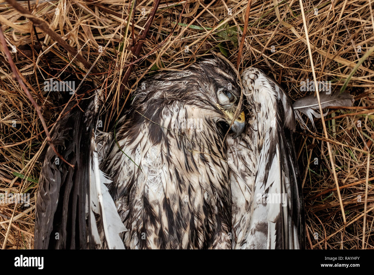 Dead buzzard lying in field highlands scotland Stock Photo