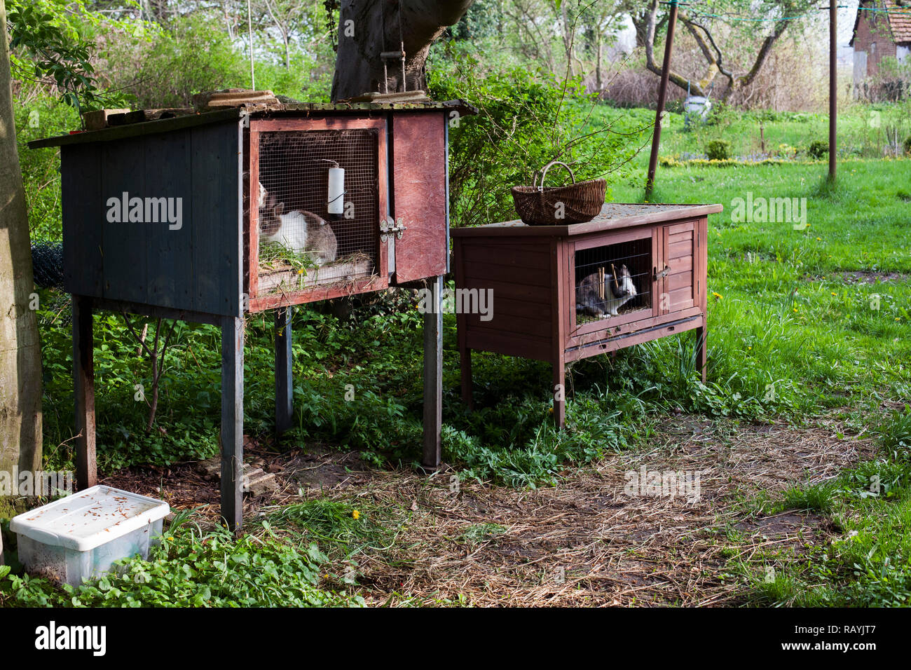 Rabbits in cages Stock Photo Alamy
