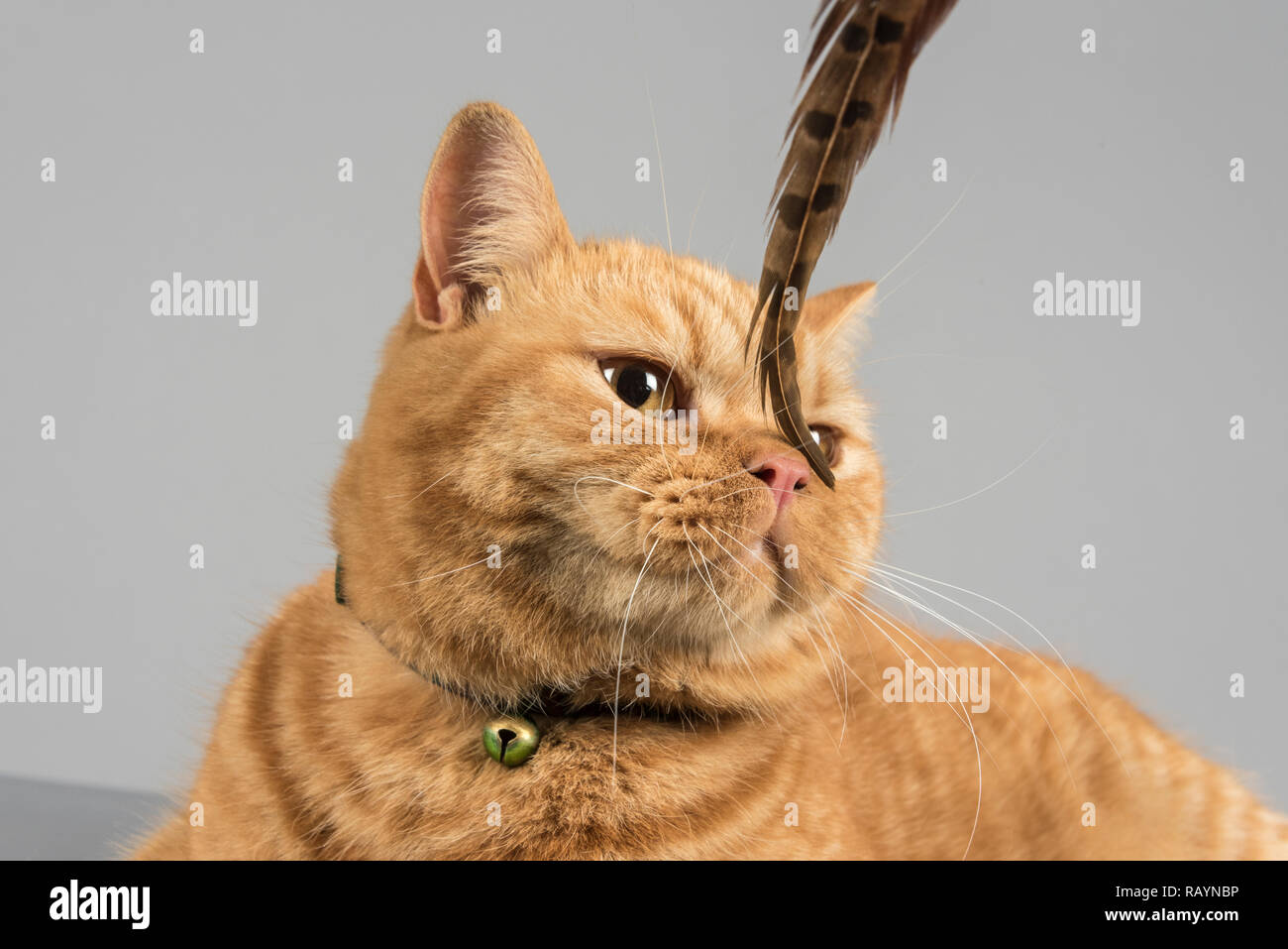 Cat playing with a feather, UK Stock Photo Alamy
