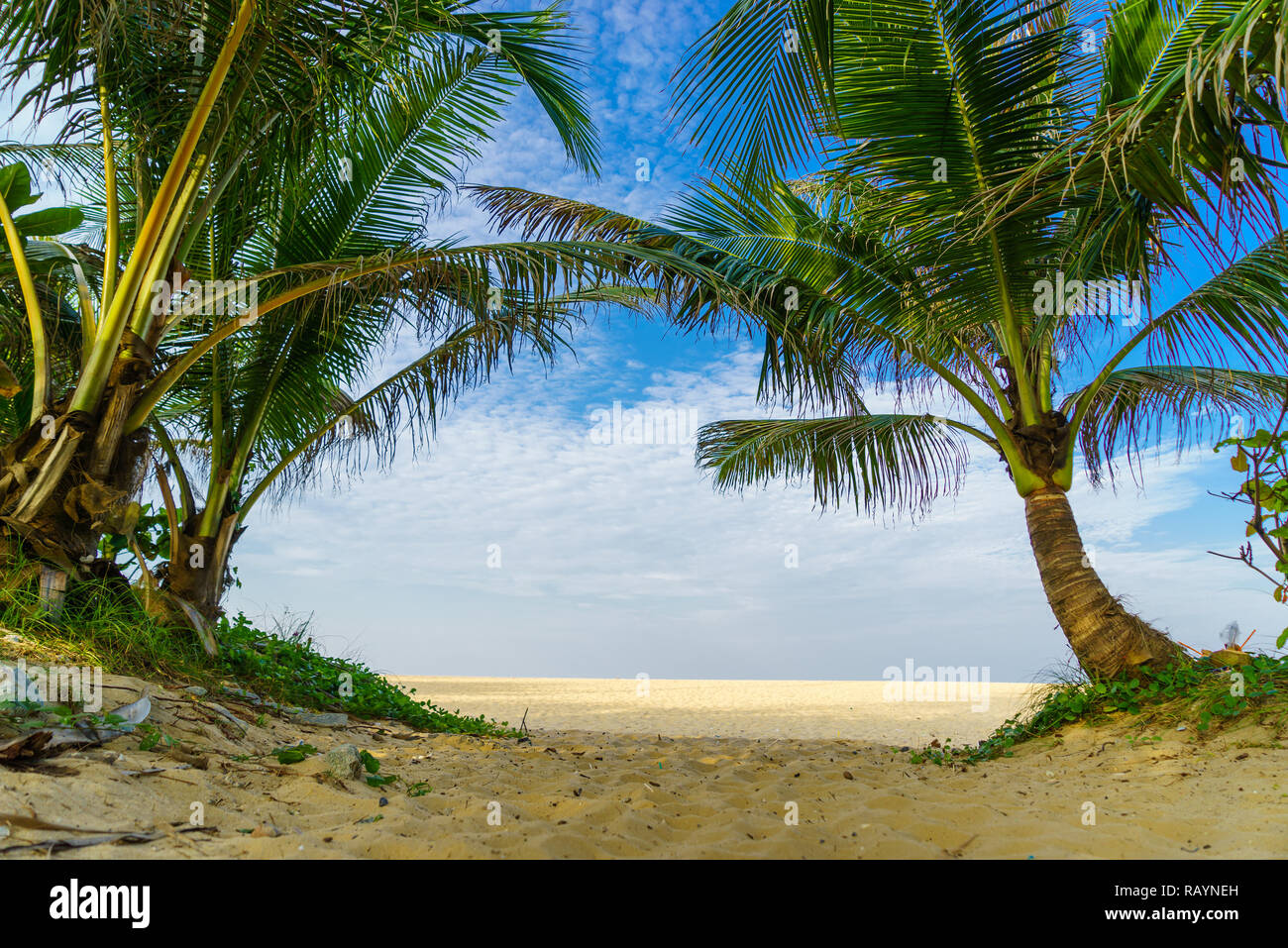 tropical beach with coconut trees Stock Photo - Alamy