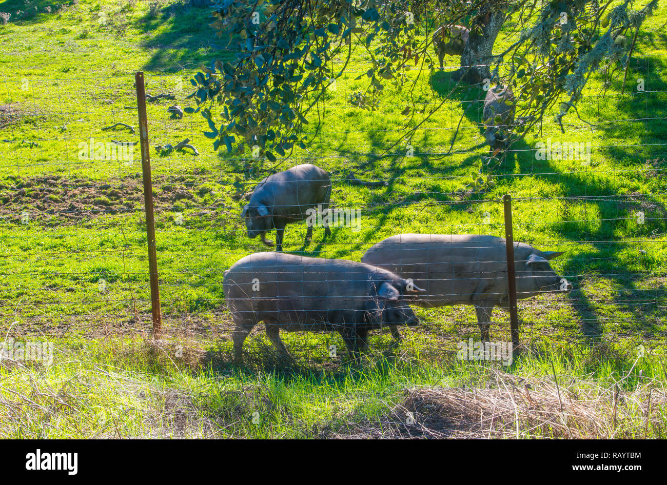 Iberian pigs. Los Pedroches valley, Cordoba province, Andalucia, Spain. Stock Photo