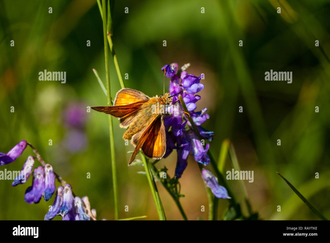Butterfly on plant in summer sun Stock Photo Alamy