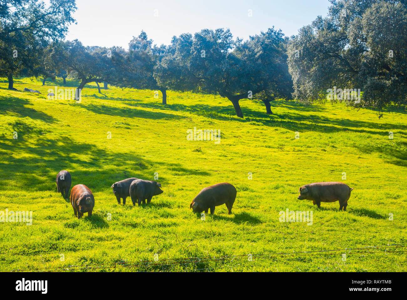 Iberian pigs in the meadow. Los Pedroches, Cordoba, Spain. Stock Photo