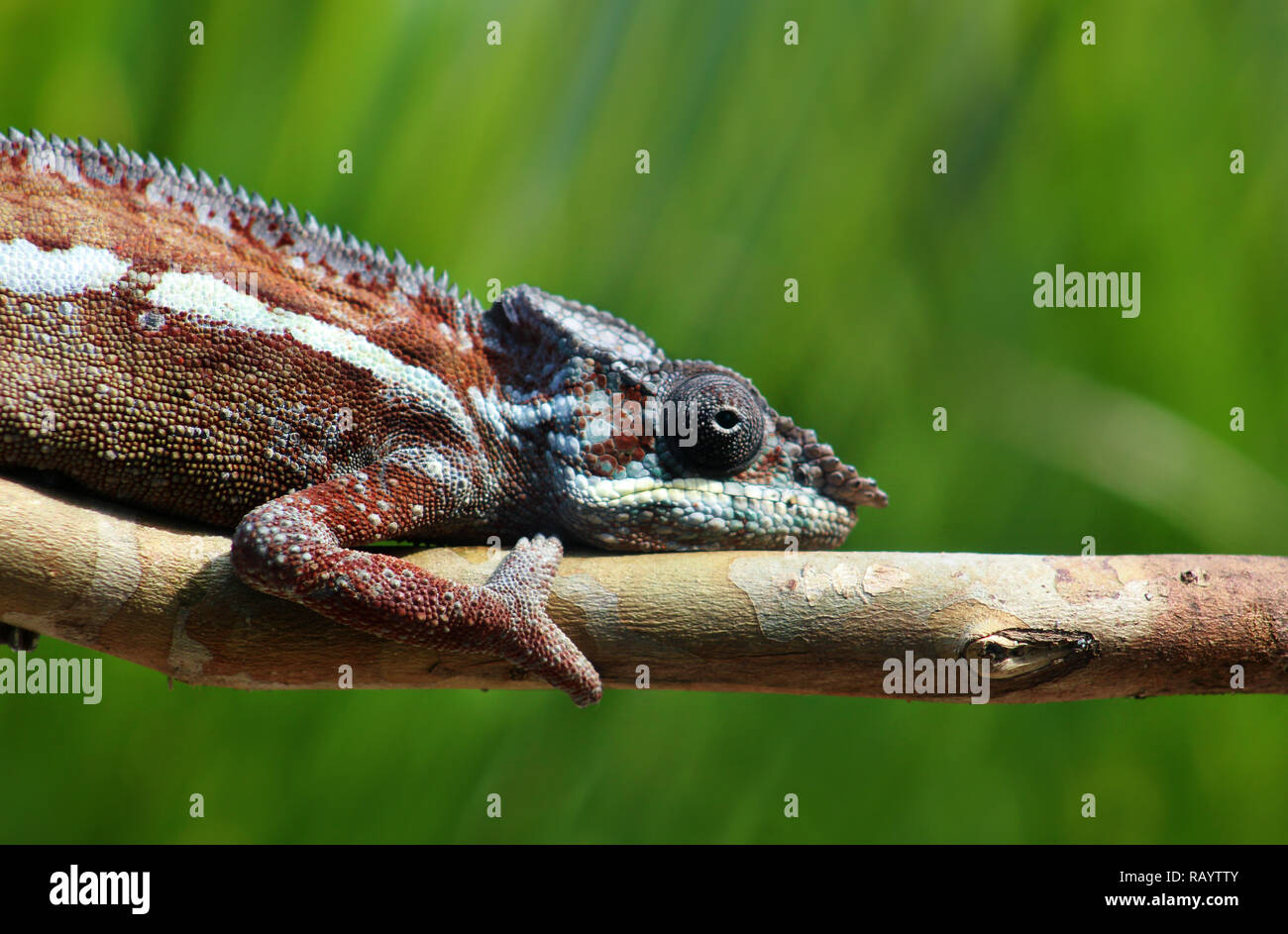 Sideways profile of panther chameleon sitting on a branch, Andasibe, Madagascar Stock Photo